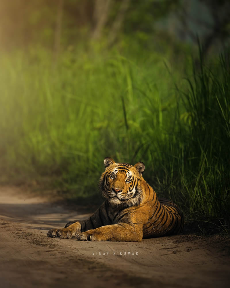 Indian Tiger Photography By Vinay S Kumar