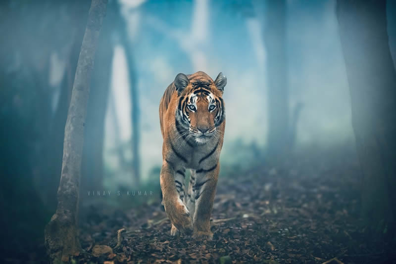 Indian Tiger Photography By Vinay S Kumar