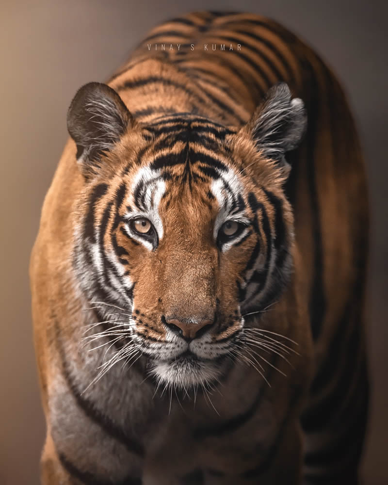 Indian Tiger Photography By Vinay S Kumar