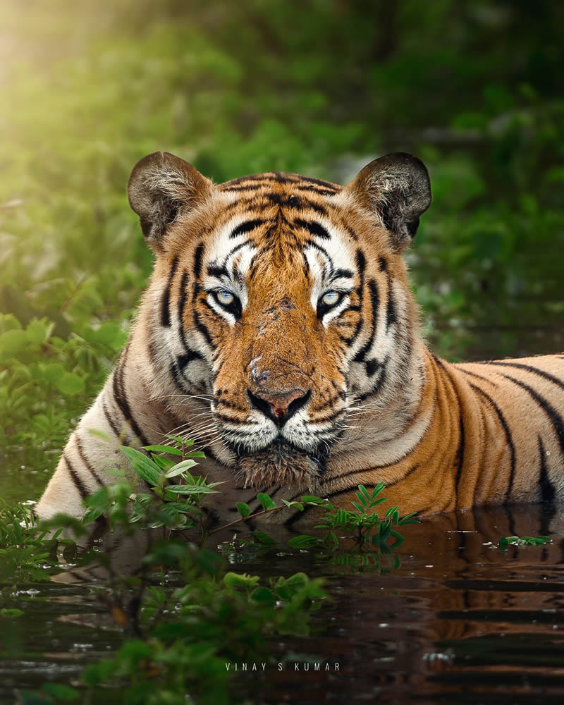 Indian Tiger Photography By Vinay S Kumar