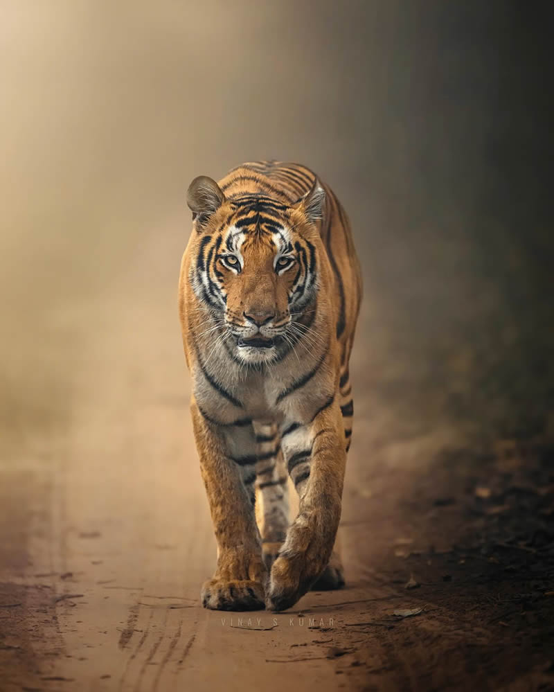 Indian Tiger Photography By Vinay S Kumar