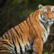 Indian Tiger Photography By Vinay S Kumar