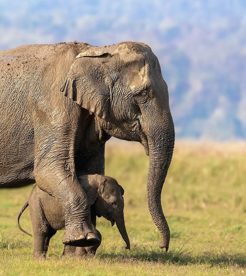 Best Photos Of Indian Wildlife Photography