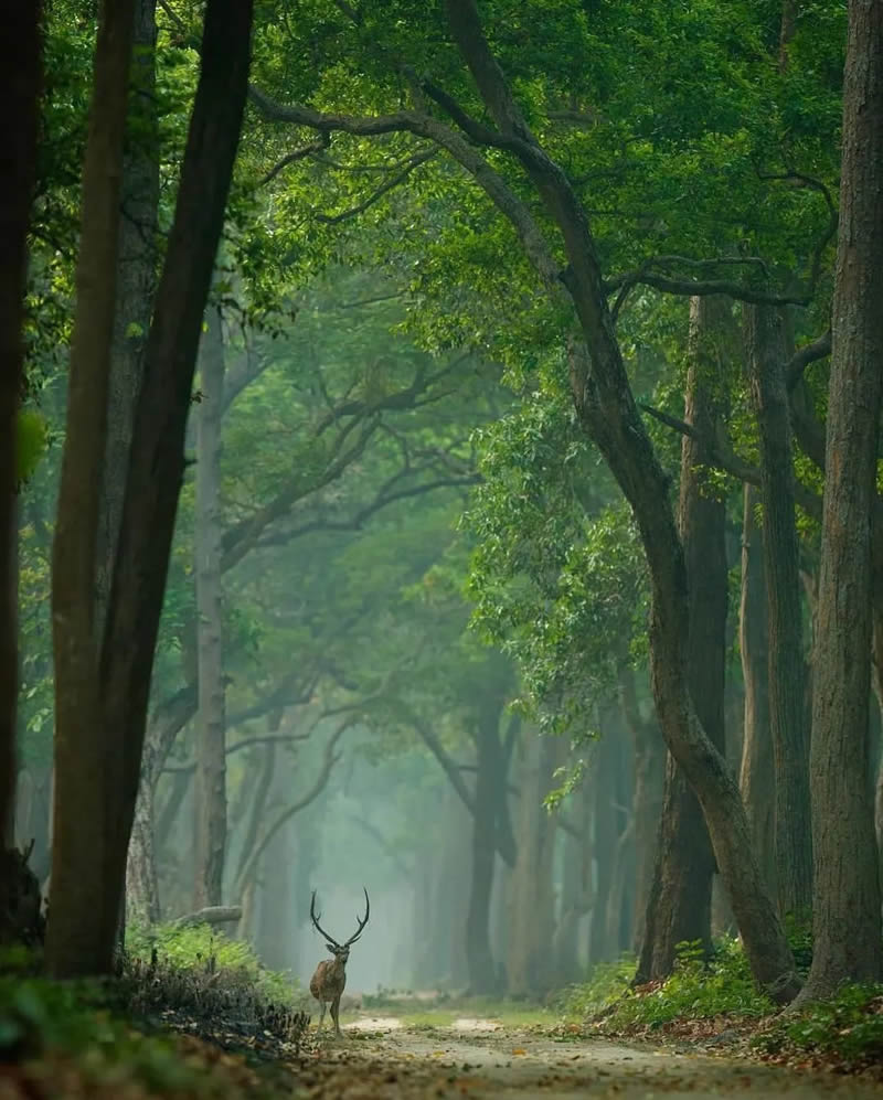 Best Photos Of Indian Wildlife Photography