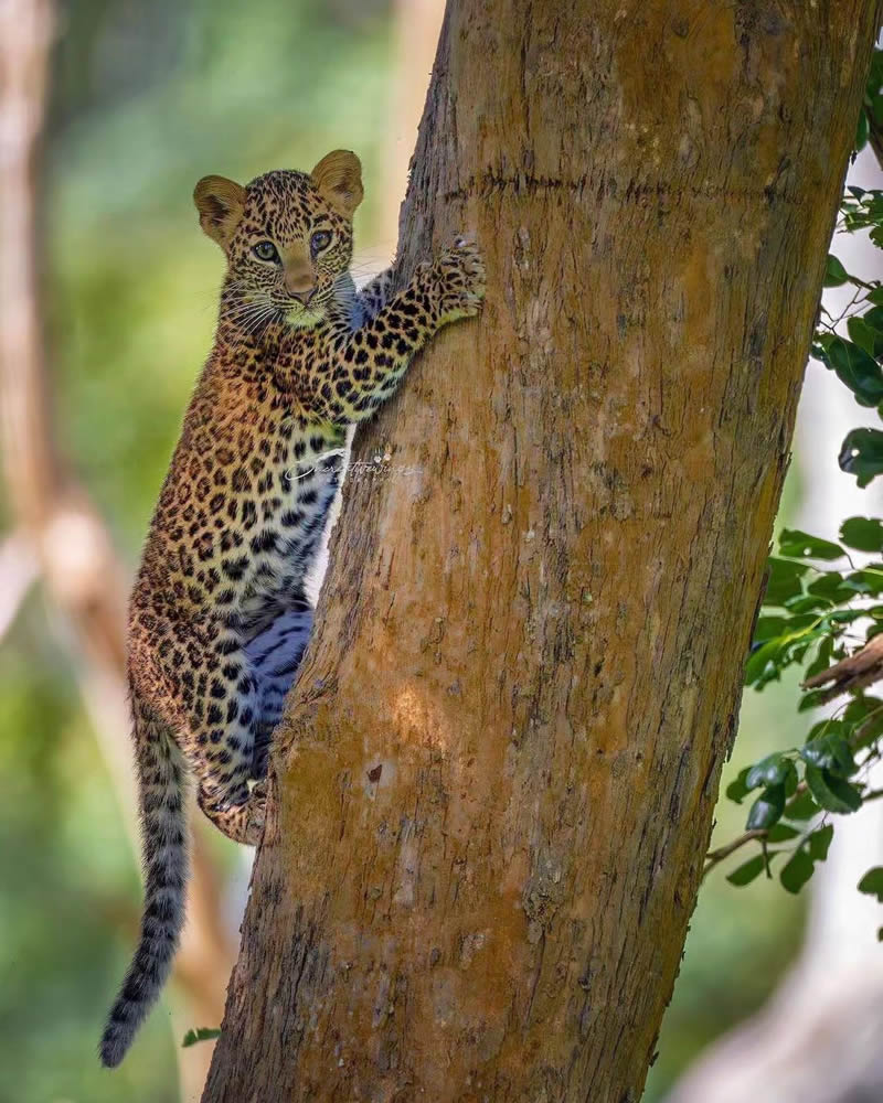 Best Photos Of Indian Wildlife Photography