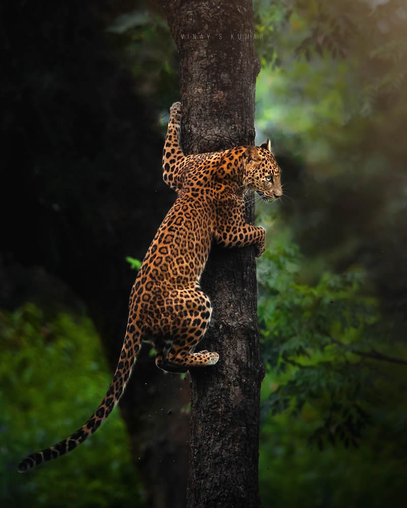 Best Photos Of Indian Wildlife Photography