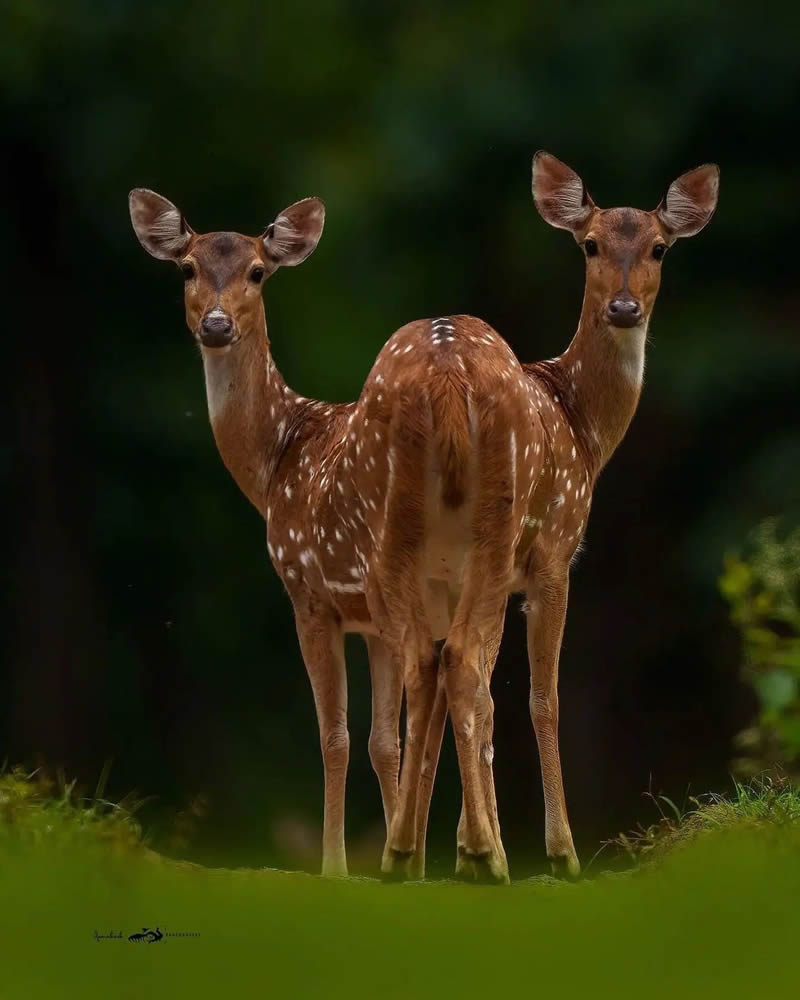 Best Photos Of Indian Wildlife Photography