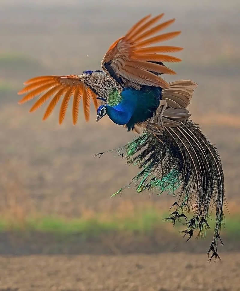 Best Photos Of Indian Wildlife Photography