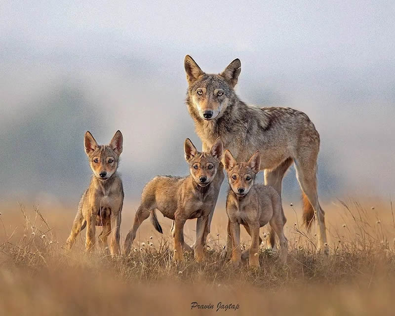 Best Photos Of Indian Wildlife Photography