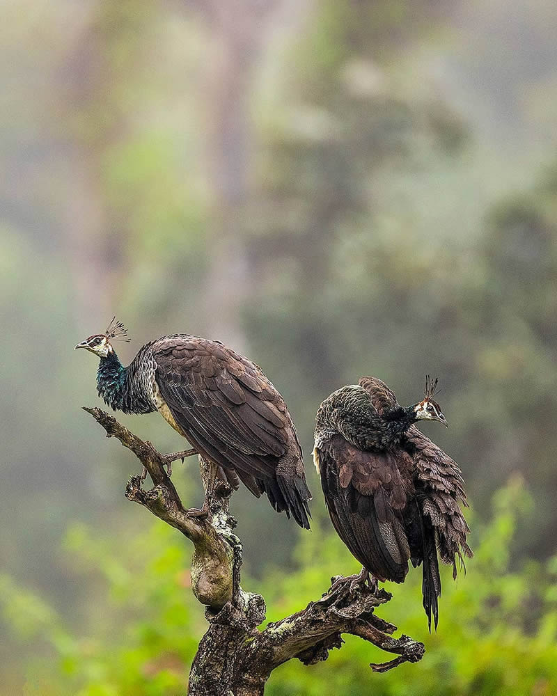 Best Photos Of Indian Wildlife Photography