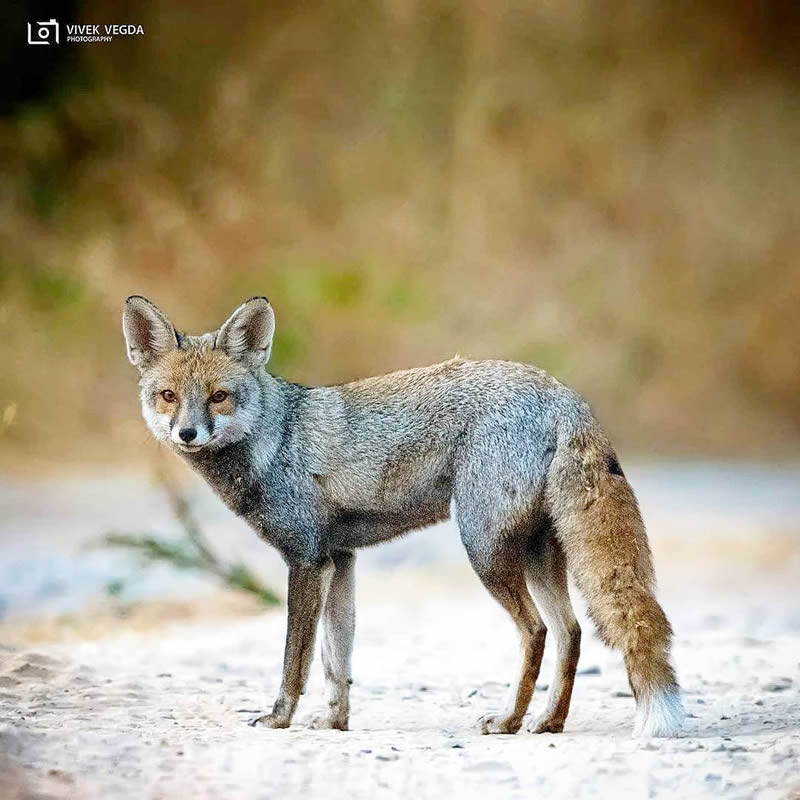 Best Photos Of Indian Wildlife Photography