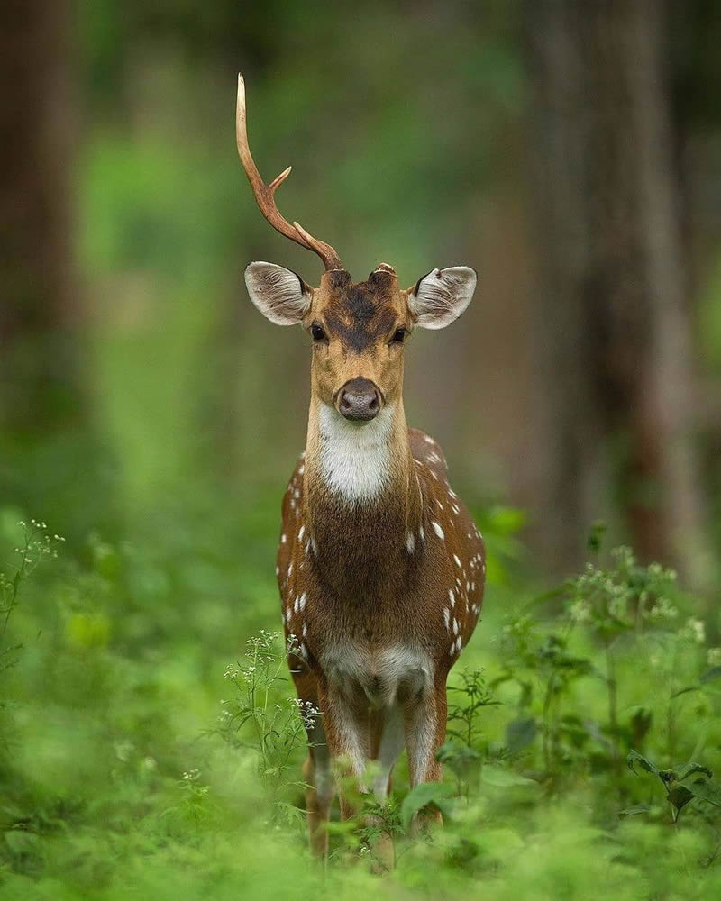 Best Photos Of Indian Wildlife Photography