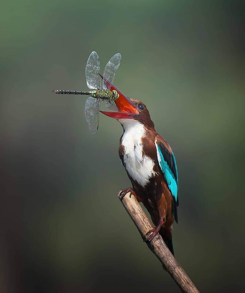 Best Photos Of Indian Wildlife Photography