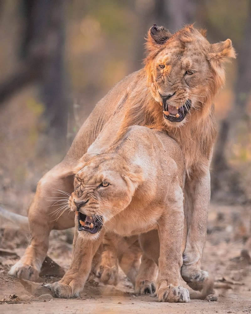 Best Photos Of Indian Wildlife Photography