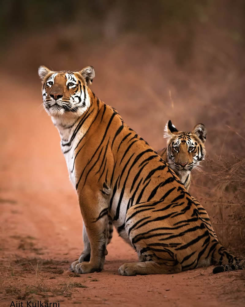 Best Photos Of Indian Wildlife Photography