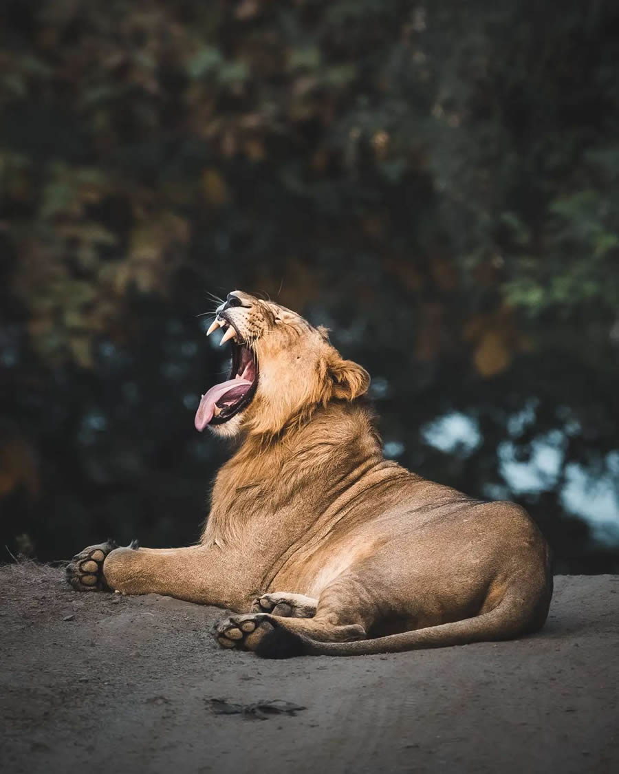 Indian Wildlife Photography By Urmil Jhaveri