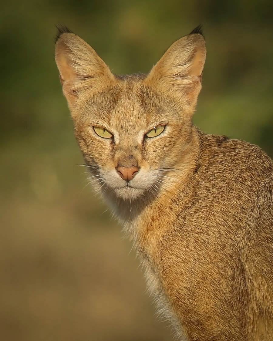 Indian Wildlife Photography By Urmil Jhaveri