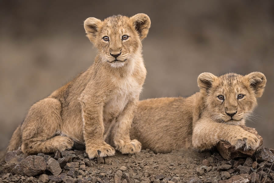 Indian Wildlife Photography By Urmil Jhaveri