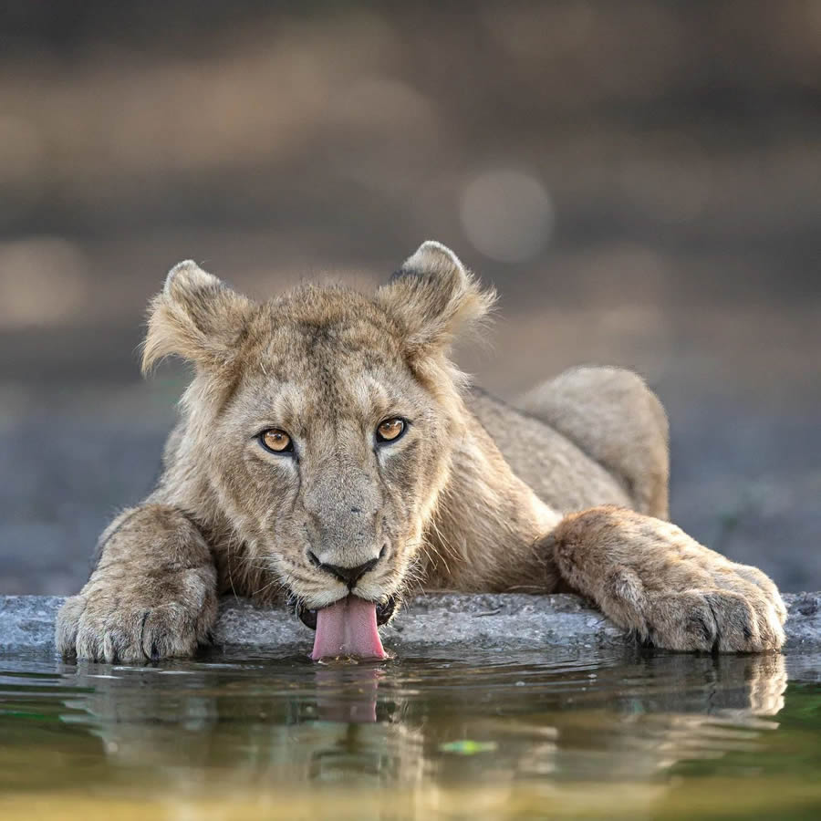 Indian Wildlife Photography By Urmil Jhaveri