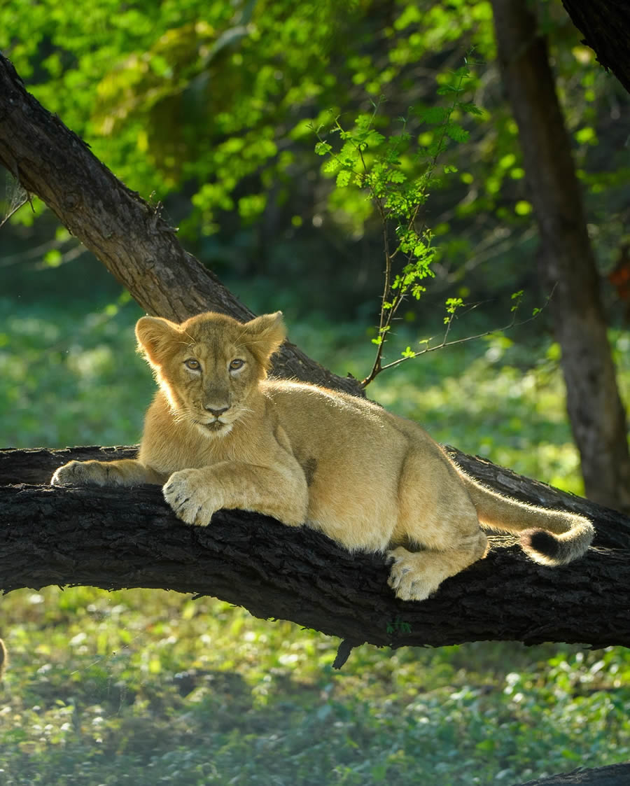 Indian Wildlife Photography By Urmil Jhaveri