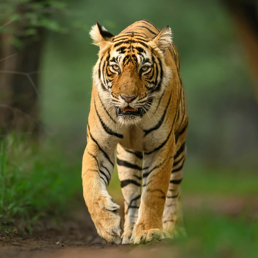 Indian Wildlife Photography By Urmil Jhaveri