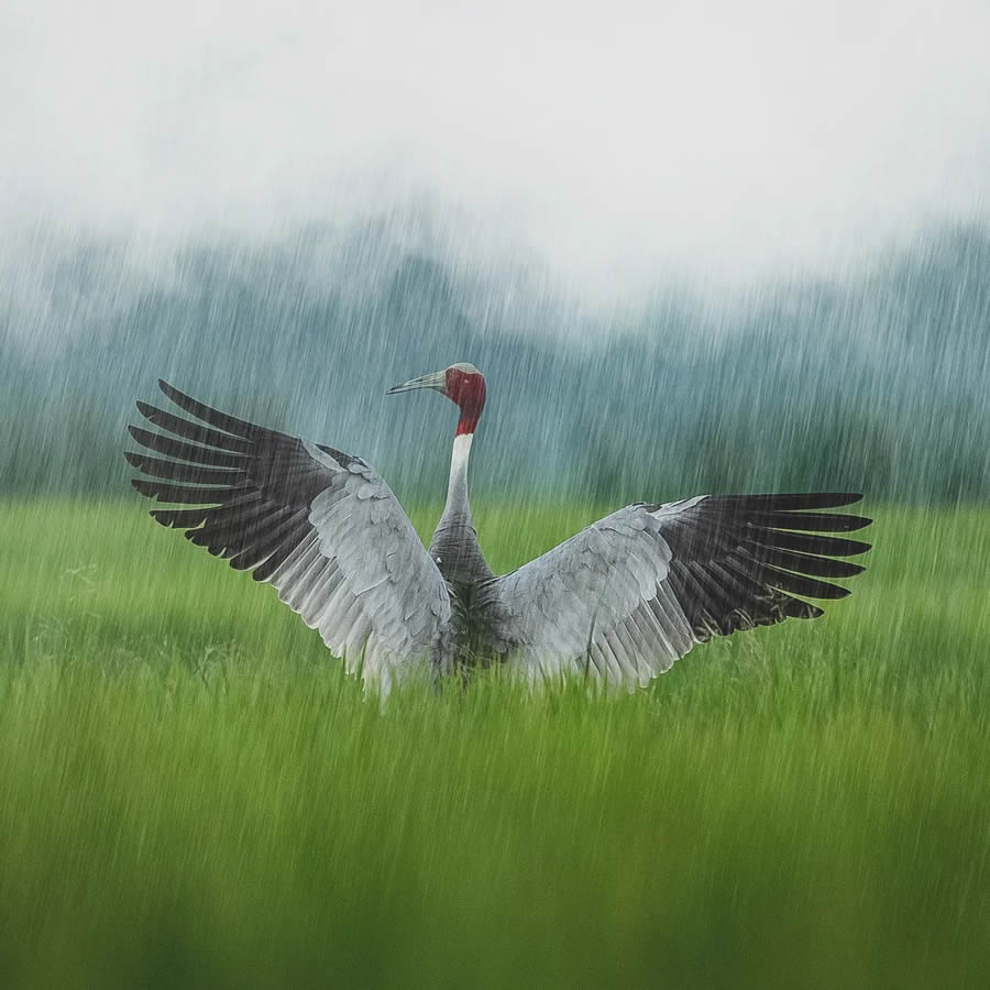 Indian Wildlife Photography By Urmil Jhaveri