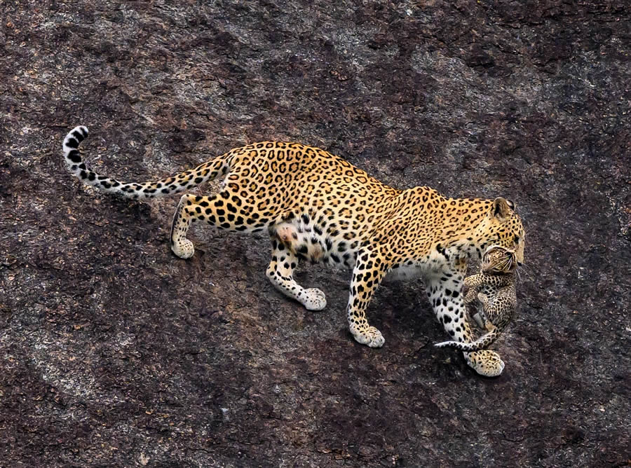 Indian Wildlife Photography By Urmil Jhaveri