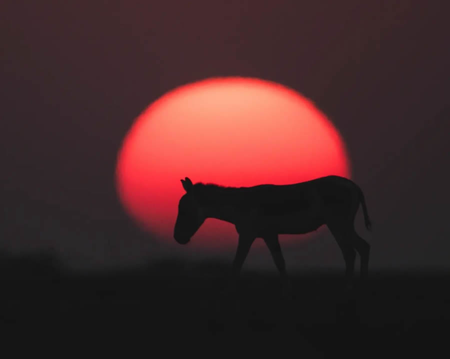 Indian Wildlife Photography By Urmil Jhaveri