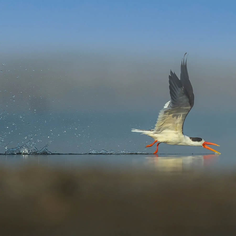 Indian Wildlife Photography By Urmil Jhaveri