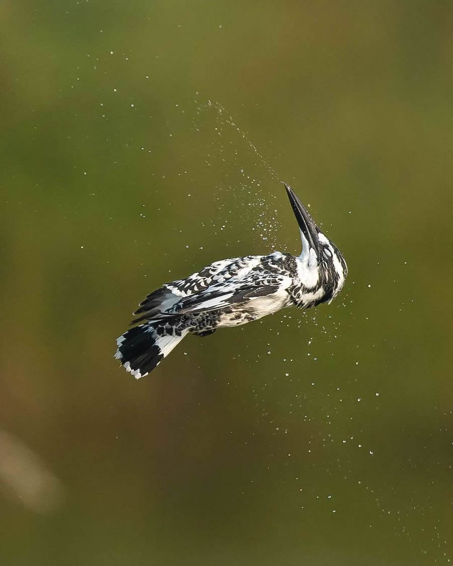 Indian Wildlife Photography By Urmil Jhaveri