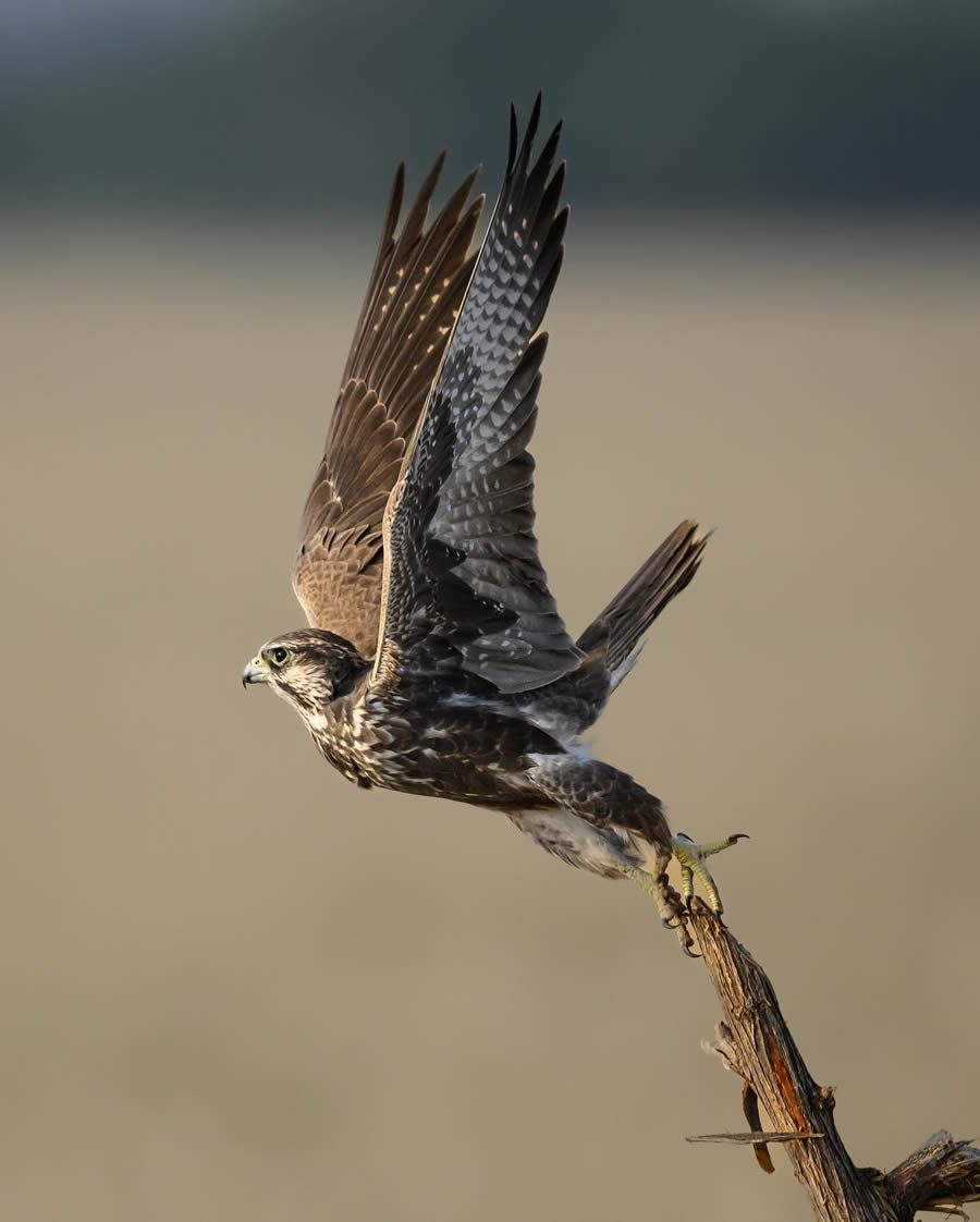 Indian Wildlife Photography By Urmil Jhaveri