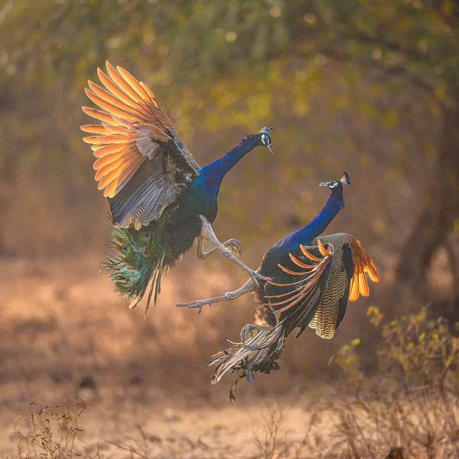 Indian Wildlife Photography By Urmil Jhaveri