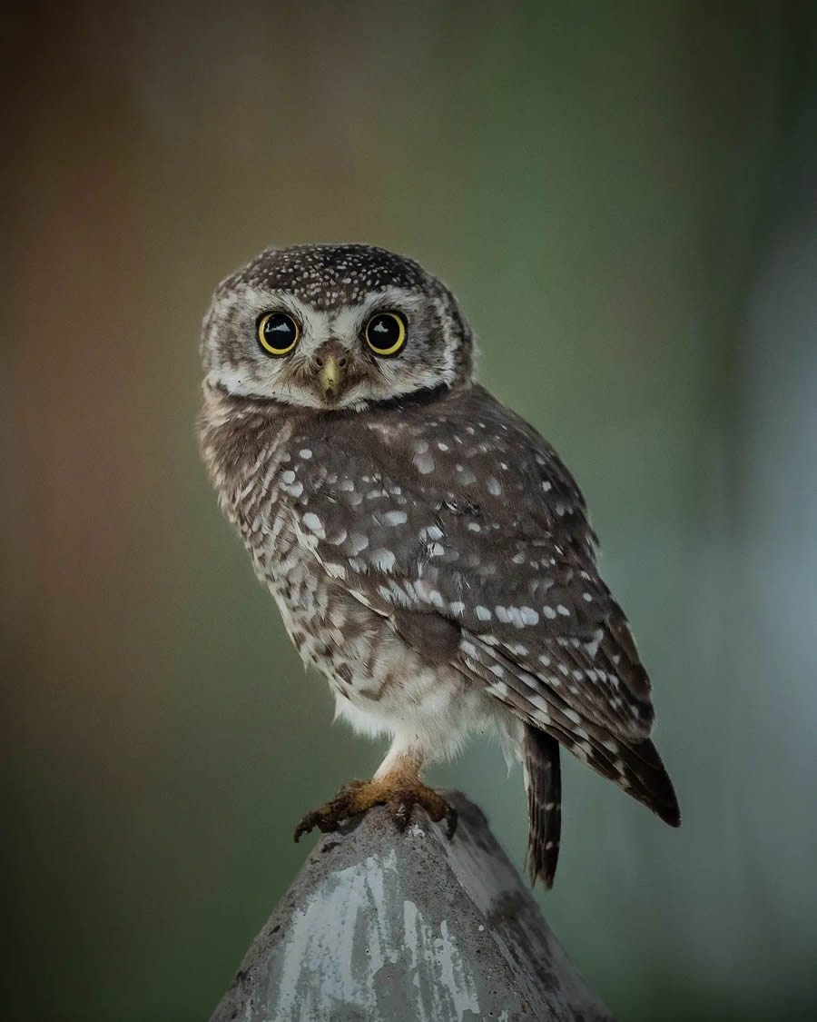 Indian Wildlife Photography By Urmil Jhaveri