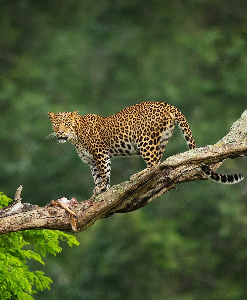 Incredible Indian Wildlife Photography By Yashas Narayan