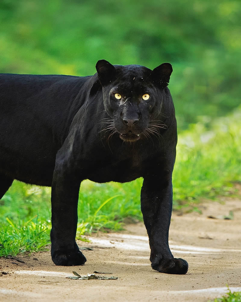 Incredible Indian Wildlife Photography By Yashas Narayan