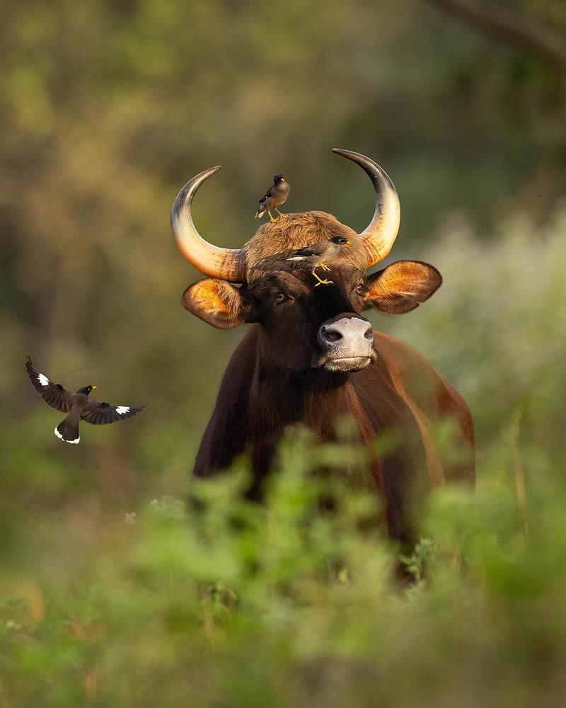 Incredible Indian Wildlife Photography By Yashas Narayan