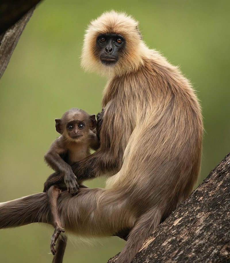 Incredible Indian Wildlife Photography By Yashas Narayan