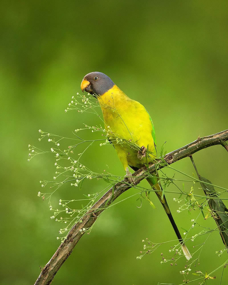 Incredible Indian Wildlife Photography By Yashas Narayan