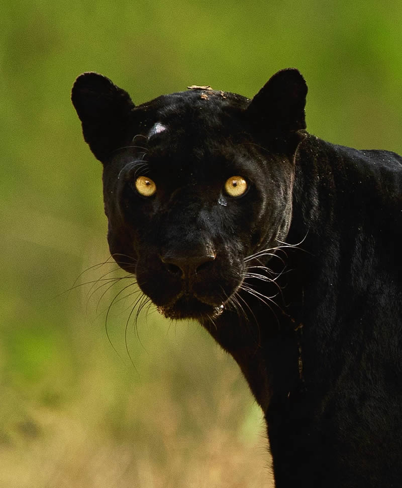 Incredible Indian Wildlife Photography By Yashas Narayan