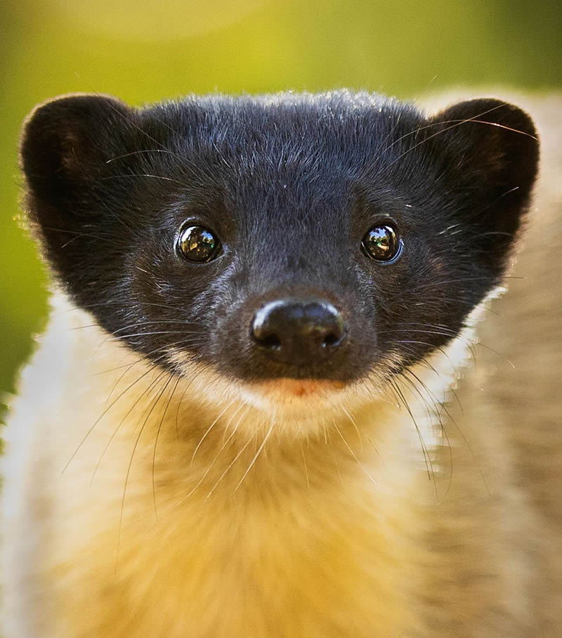 Incredible Indian Wildlife Photography By Yashas Narayan