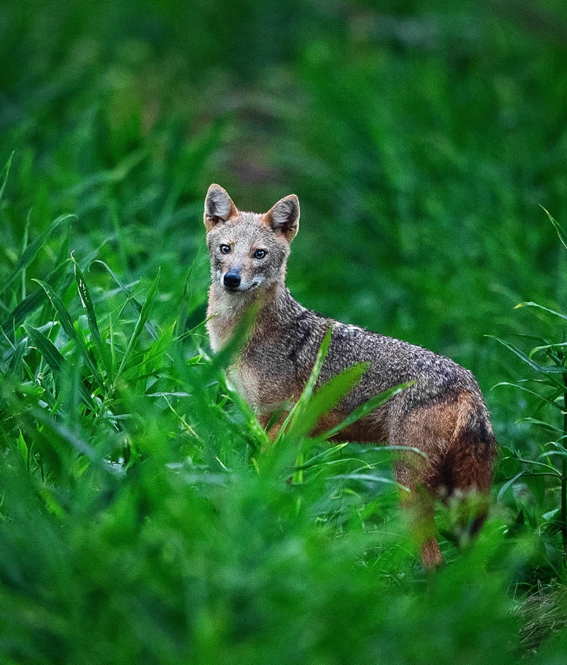 Incredible Indian Wildlife Photography By Yashas Narayan