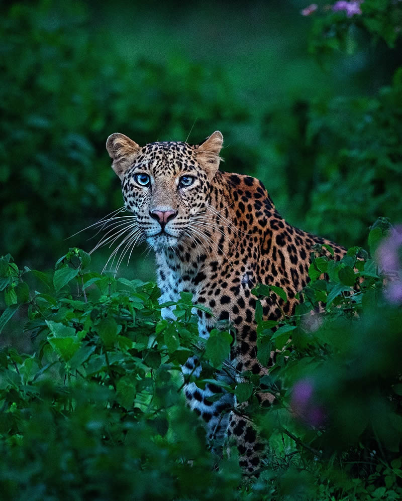 Incredible Indian Wildlife Photography By Yashas Narayan