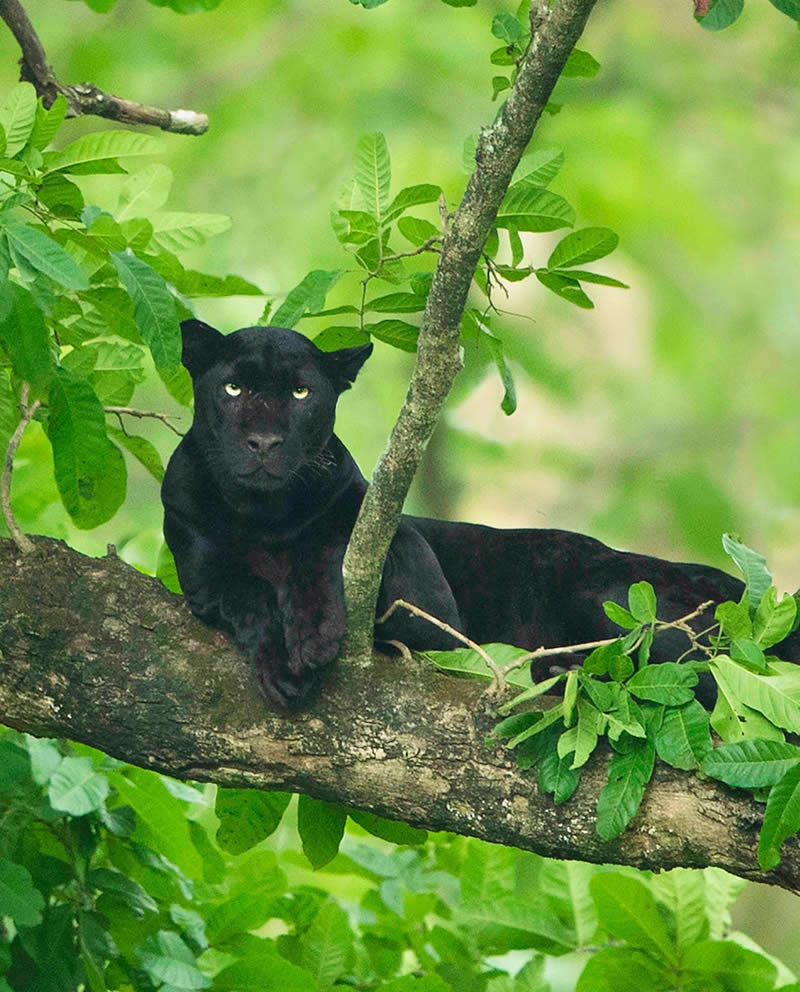 Incredible Indian Wildlife Photography By Yashas Narayan