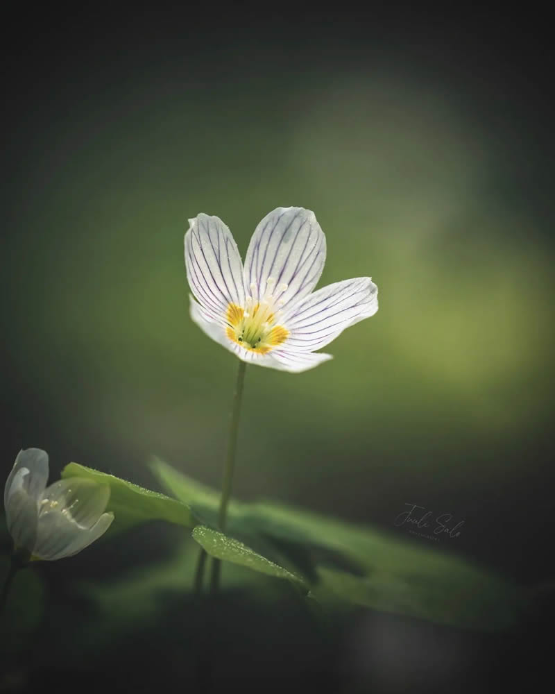 Beautiful Macro Photos Of Flowers By Juuli