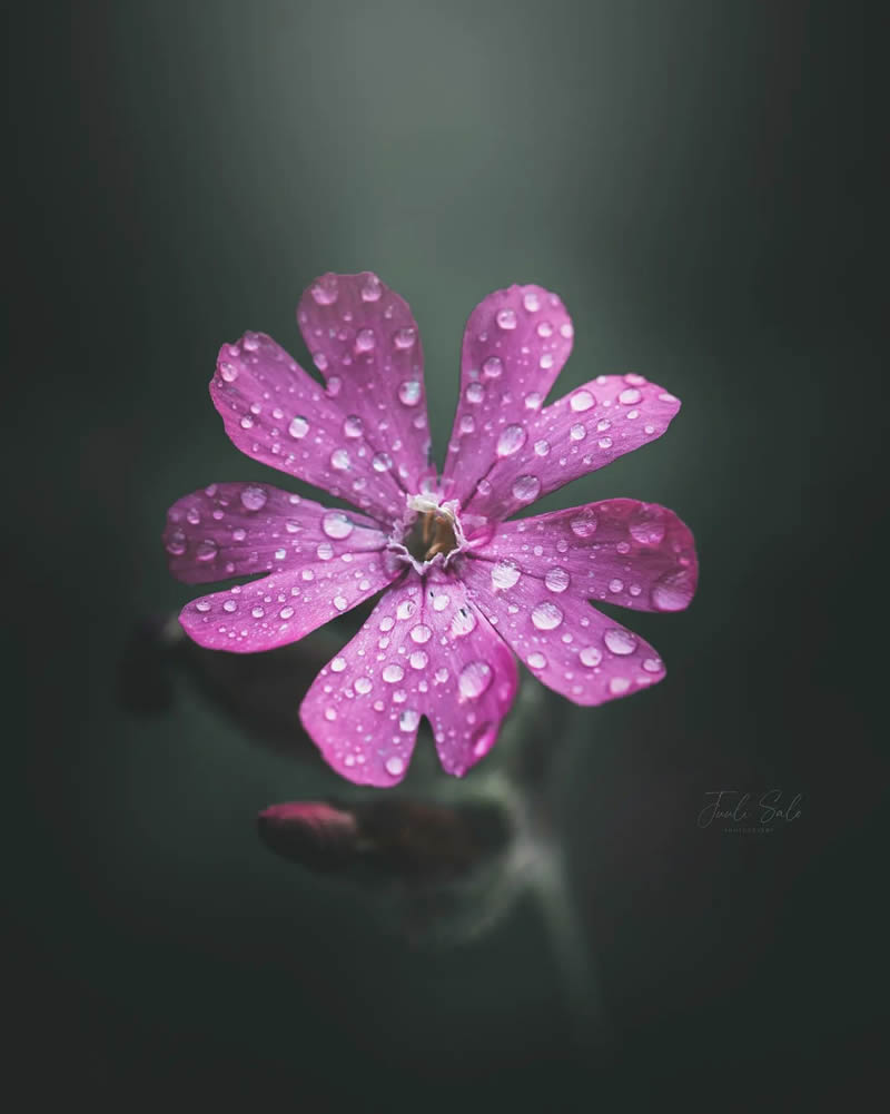 Beautiful Macro Photos Of Flowers By Juuli