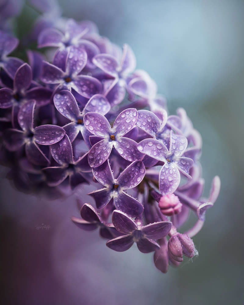 Beautiful Macro Photos Of Flowers By Juuli