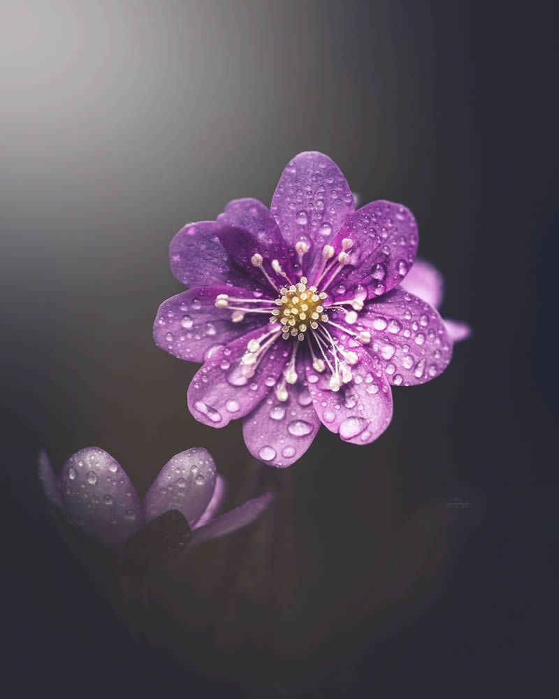 Beautiful Macro Photos Of Flowers By Juuli