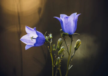 Beautiful Macro Photos Of Flowers By Juuli