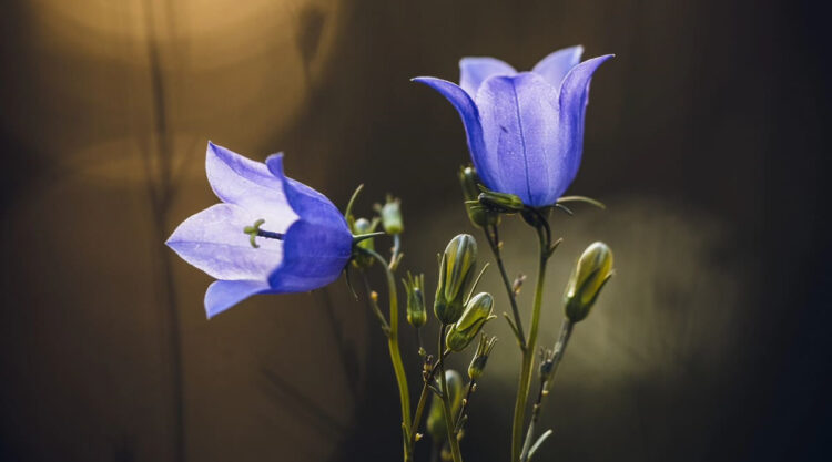 Beautiful Macro Photos Of Flowers By Juuli