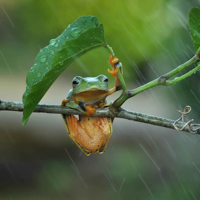 Unbelievable Macro Photos Of Frogs By Yan Hidayat